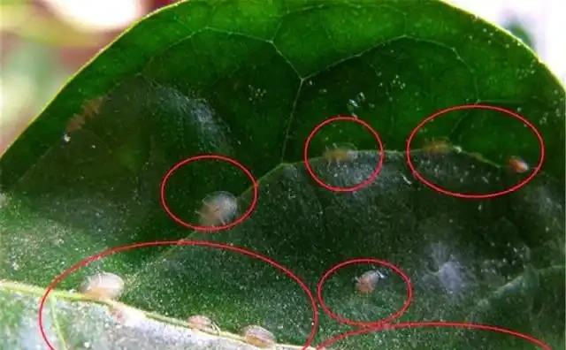回南天，幸福樹葉片一摸「黏糊糊」，趕緊挪位置，不然樹葉嘩嘩掉
