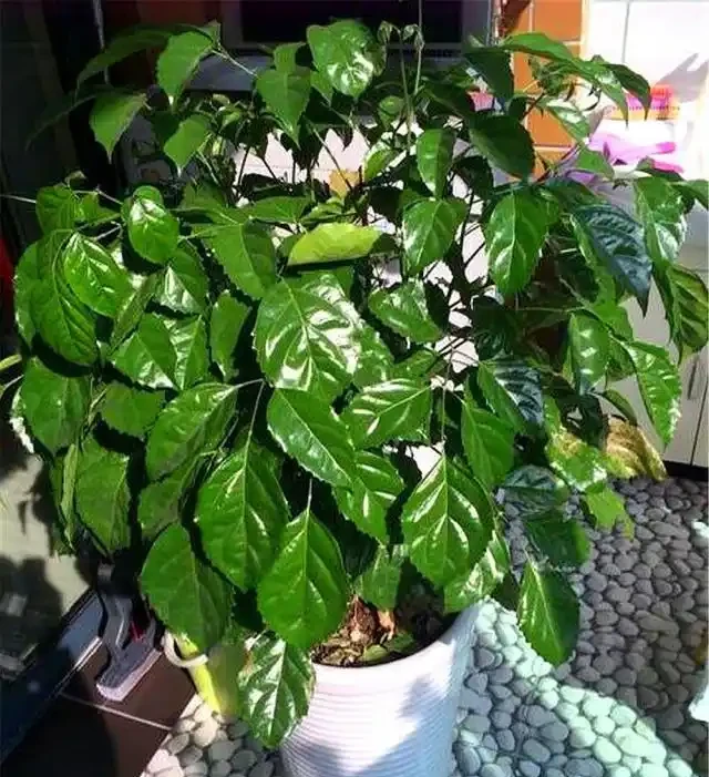 回南天，幸福樹葉片一摸「黏糊糊」，趕緊挪位置，不然樹葉嘩嘩掉