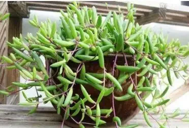 6種花最適合春天「插枝」,7-10天就長根,好活,長得快