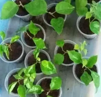 6種花最適合春天「插枝」,7-10天就長根,好活,長得快
