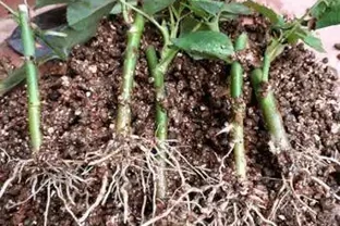 6種花最適合春天「插枝」，7－10天就長根，好活，長得快
