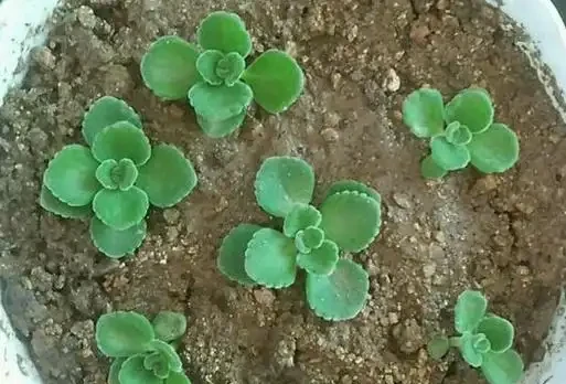 碰碰香插枝，瞭解這6點，長根快，易「滿盆」