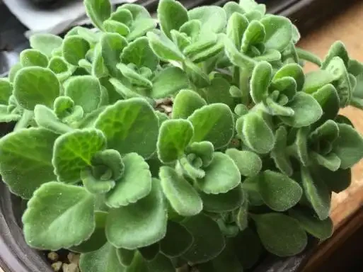 碰碰香插枝，瞭解這6點，長根快，易「滿盆」