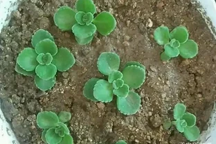 碰碰香插枝，瞭解這6點，長根快，易「滿盆」