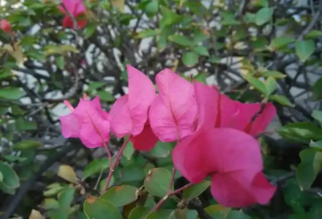 帶你瞭解九重葛的知識