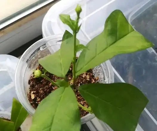 茉莉花枝插，土插水插詳細步驟，水插長根快，水插十幾天出根
