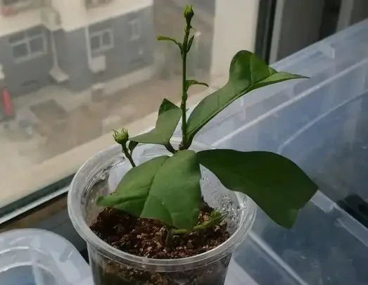 茉莉花枝插，土插水插詳細步驟，水插長根快，水插十幾天出根