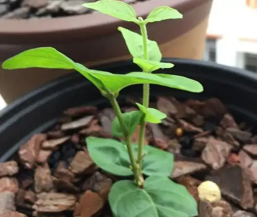 茉莉花枝插，土插水插詳細步驟，水插長根快，水插十幾天出根