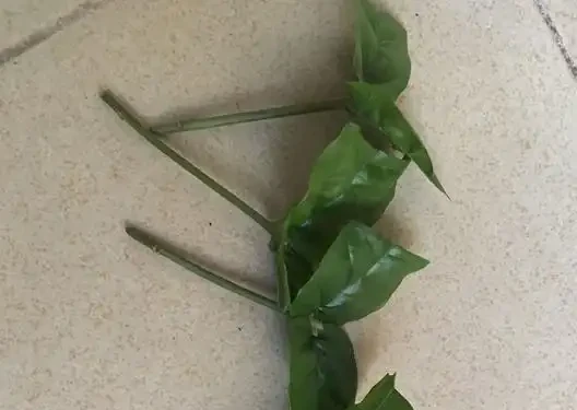 茉莉花枝插，土插水插詳細步驟，水插長根快，水插十幾天出根