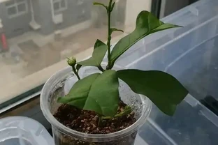 茉莉花枝插，土插水插詳細步驟，水插長根快，水插十幾天出根