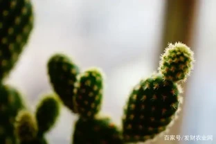 仙人掌怎樣移植，做好準備工作後按步驟進行