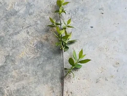臘梅枝插35天后，嫩芽直冒，枝插詳細過程如下