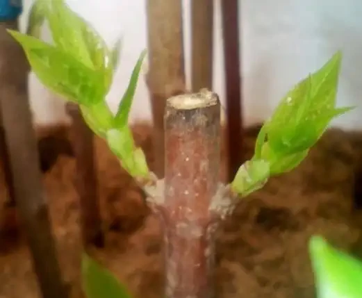 臘梅枝插35天后，嫩芽直冒，枝插詳細過程如下