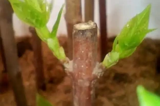 臘梅枝插35天后，嫩芽直冒，枝插詳細過程如下