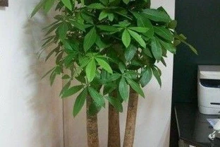 客廳養發財樹，3個「禁區」莫入，否則黃葉、腐根，咋樣都是光桿