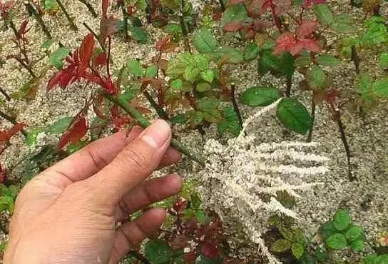 插枝玫瑰,學會3種「高效」方法,15天嗖嗖冒「白根」,一準活