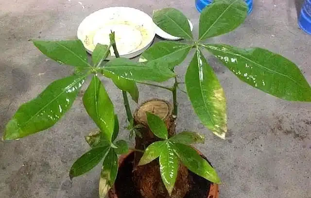 發財樹葉片乾枯，找對「原因」，做到「3點」，讓它快速恢復