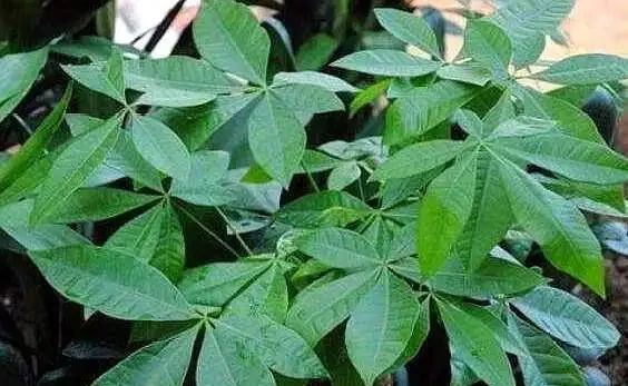 發財樹葉片乾枯，找對「原因」，做到「3點」，讓它快速恢復