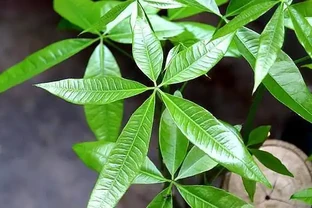 發財樹葉片乾枯，找對「原因」，做到「3點」，讓它快速恢復
