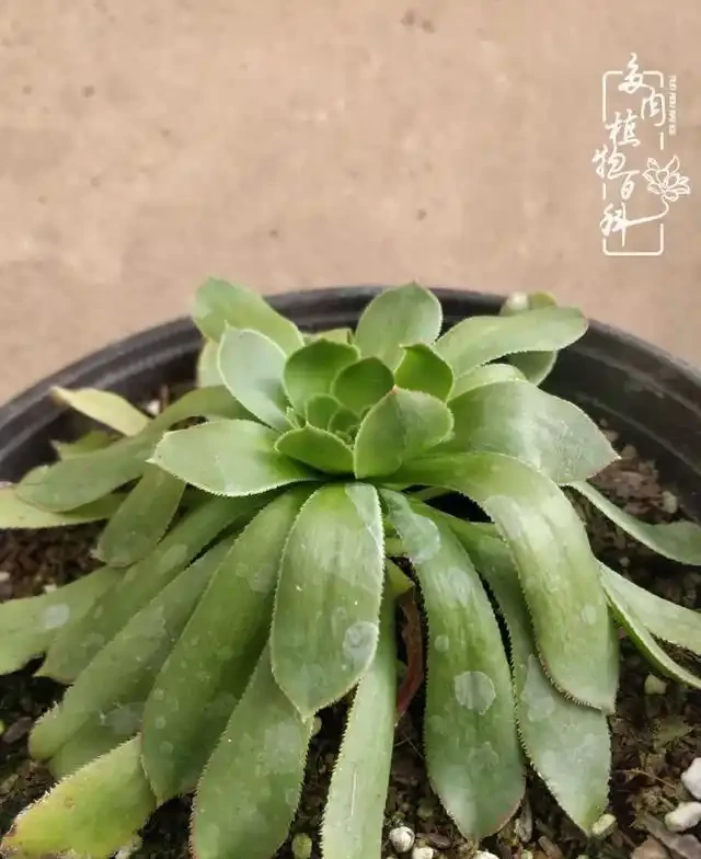 蓮花掌葉子蔫蔫的?聽小飛說常見的蓮花掌萎蔫現象!