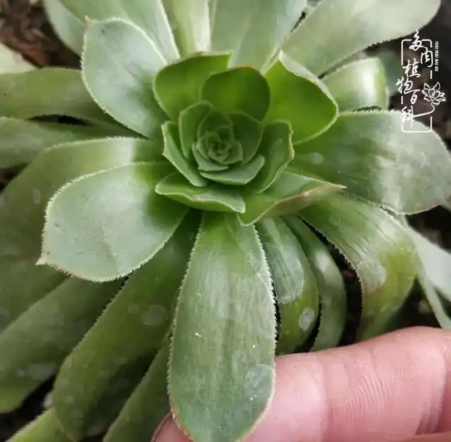 蓮花掌葉子蔫蔫的?聽小飛說常見的蓮花掌萎蔫現象!