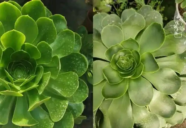 蓮花掌葉子蔫蔫的?聽小飛說常見的蓮花掌萎蔫現象!