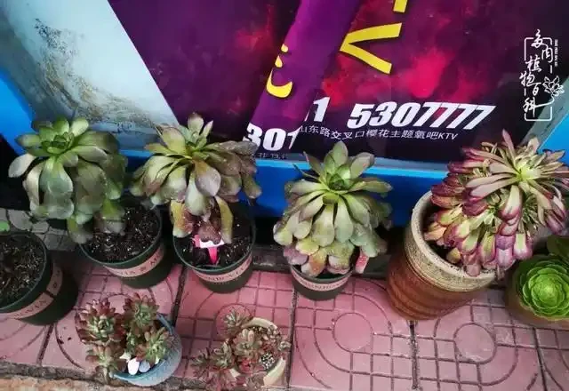 蓮花掌葉子蔫蔫的?聽小飛說常見的蓮花掌萎蔫現象!