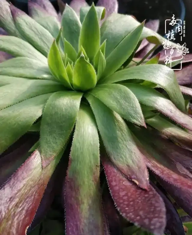 蓮花掌葉子蔫蔫的?聽小飛說常見的蓮花掌萎蔫現象!