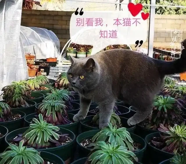 蓮花掌葉子蔫蔫的?聽小飛說常見的蓮花掌萎蔫現象!