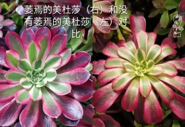 蓮花掌葉子蔫蔫的?聽小飛說常見的蓮花掌萎蔫現象!