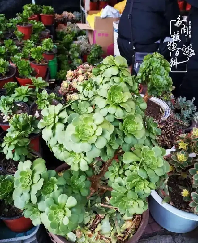 蓮花掌葉子蔫蔫的?聽小飛說常見的蓮花掌萎蔫現象!