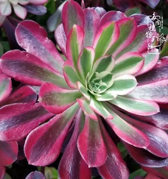 蓮花掌葉子蔫蔫的?聽小飛說常見的蓮花掌萎蔫現象!