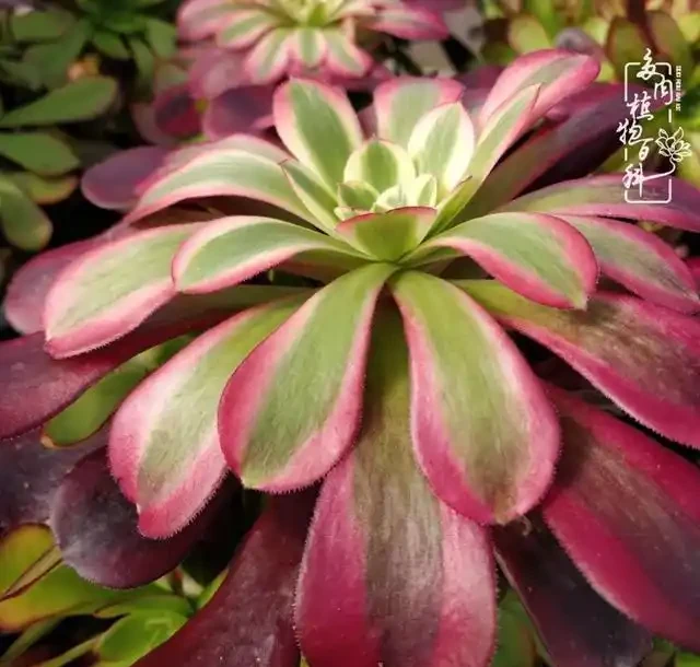 蓮花掌葉子蔫蔫的?聽小飛說常見的蓮花掌萎蔫現象!