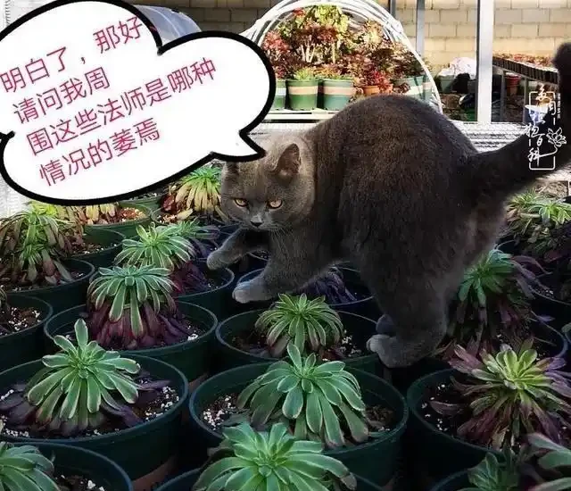 蓮花掌葉子蔫蔫的?聽小飛說常見的蓮花掌萎蔫現象!