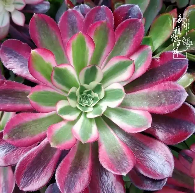 蓮花掌葉子蔫蔫的?聽小飛說常見的蓮花掌萎蔫現象!