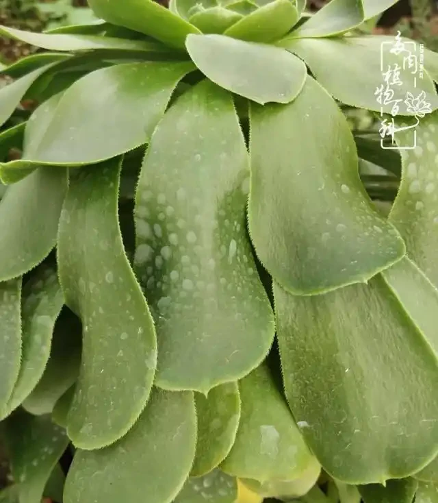 蓮花掌葉子蔫蔫的?聽小飛說常見的蓮花掌萎蔫現象!