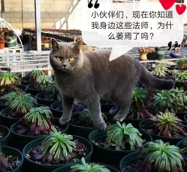 蓮花掌葉子蔫蔫的?聽小飛說常見的蓮花掌萎蔫現象!