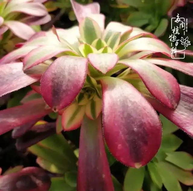 蓮花掌葉子蔫蔫的?聽小飛說常見的蓮花掌萎蔫現象!