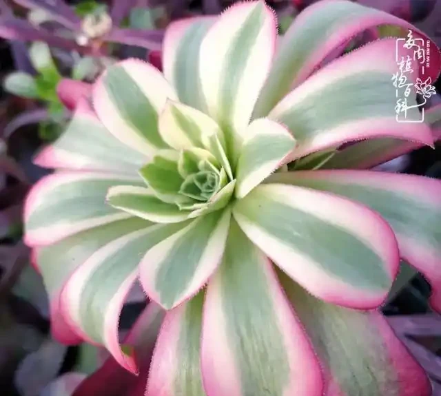蓮花掌葉子蔫蔫的?聽小飛說常見的蓮花掌萎蔫現象!