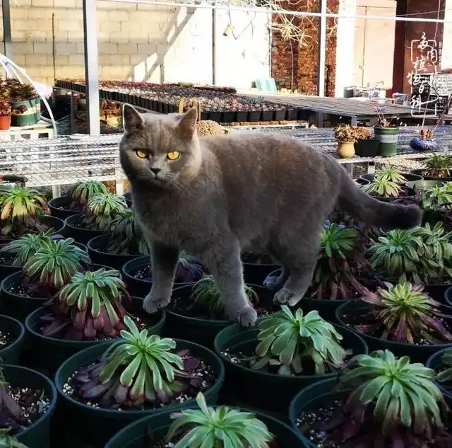 蓮花掌葉子蔫蔫的?聽小飛說常見的蓮花掌萎蔫現象!