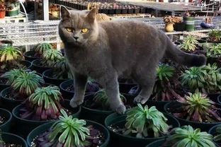 蓮花掌葉子蔫蔫的？聽小飛說常見的蓮花掌萎蔫現象！