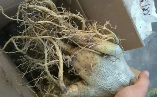 給沙漠玫瑰換盆,「1點」做好了,栽上直接澆水,快速生長和開花
