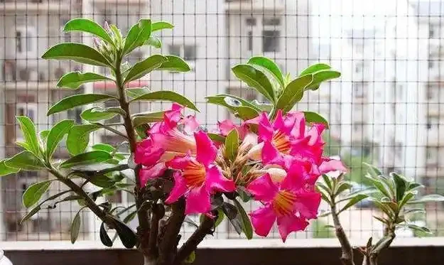 給沙漠玫瑰換盆,「1點」做好了,栽上直接澆水,快速生長和開花