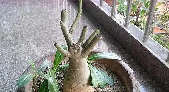 給沙漠玫瑰換盆,「1點」做好了,栽上直接澆水,快速生長和開花