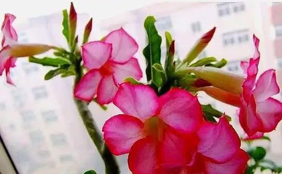 給沙漠玫瑰換盆，「1點」做好了，栽上直接澆水，快速生長和開花