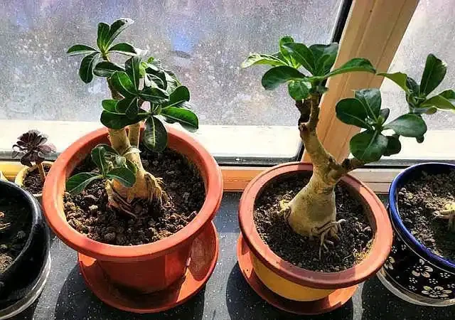 給沙漠玫瑰換盆,「1點」做好了,栽上直接澆水,快速生長和開花