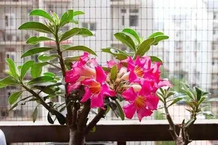 給沙漠玫瑰換盆，「1點」做好了，栽上直接澆水，快速生長和開花