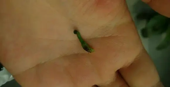 幸福樹掉新芽