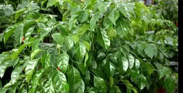 幸福樹新葉發黑乾枯,新芽一碰就掉,問題出在這裡!