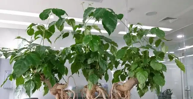 幸福樹掉新芽